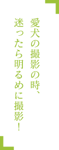 愛犬の撮影の時、迷ったら明るめに撮影!